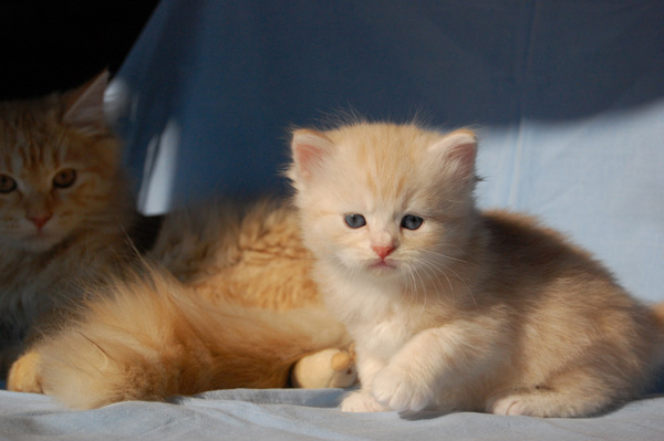 Qesharo passt auf mich auf.jpg